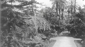 Alger, Jardin d'essai (S)
