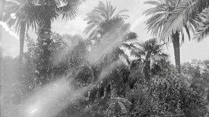 Alger, AL004 (S)