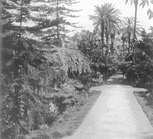 Alger, Jardin d'essai (S)