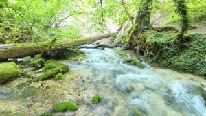 Cul du cerf, panoramic (P)