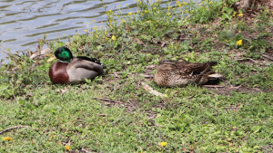 Lacs folie, ducks (S)