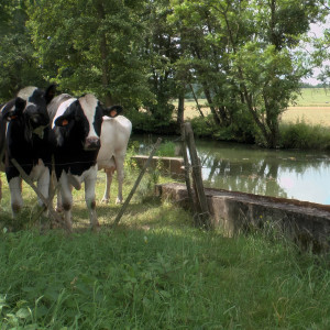 Blevaincourt, le Mouzon (S)