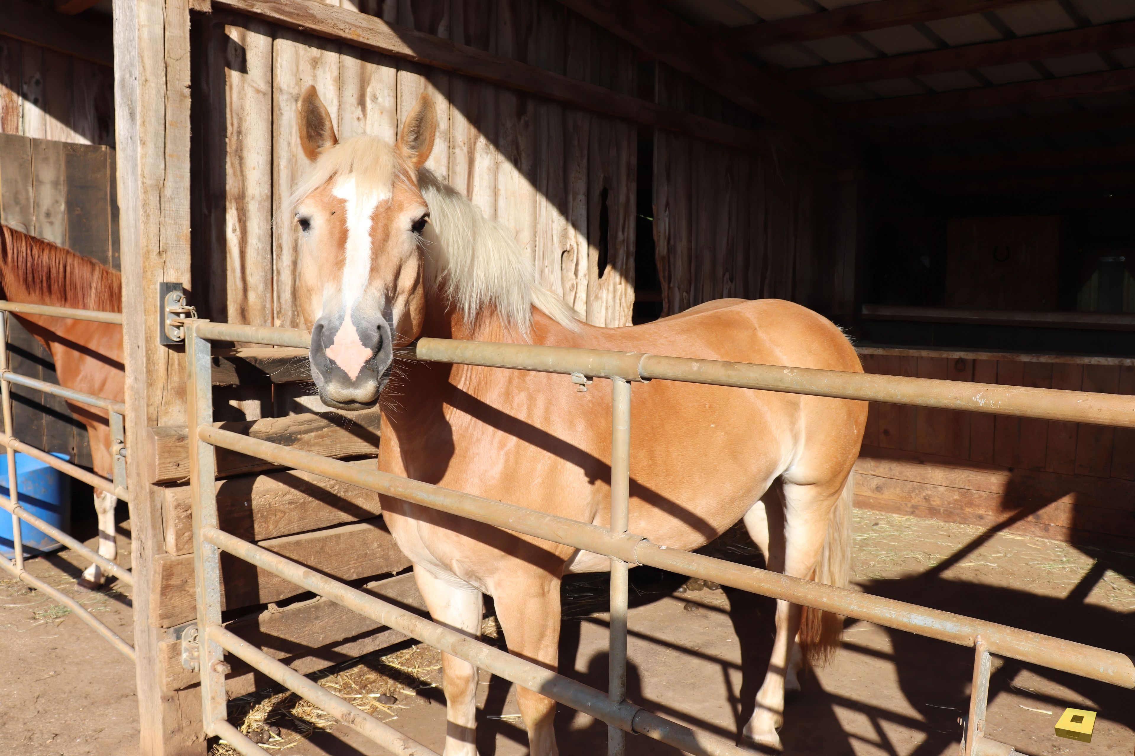 Passion P Haflinger Horse (I)