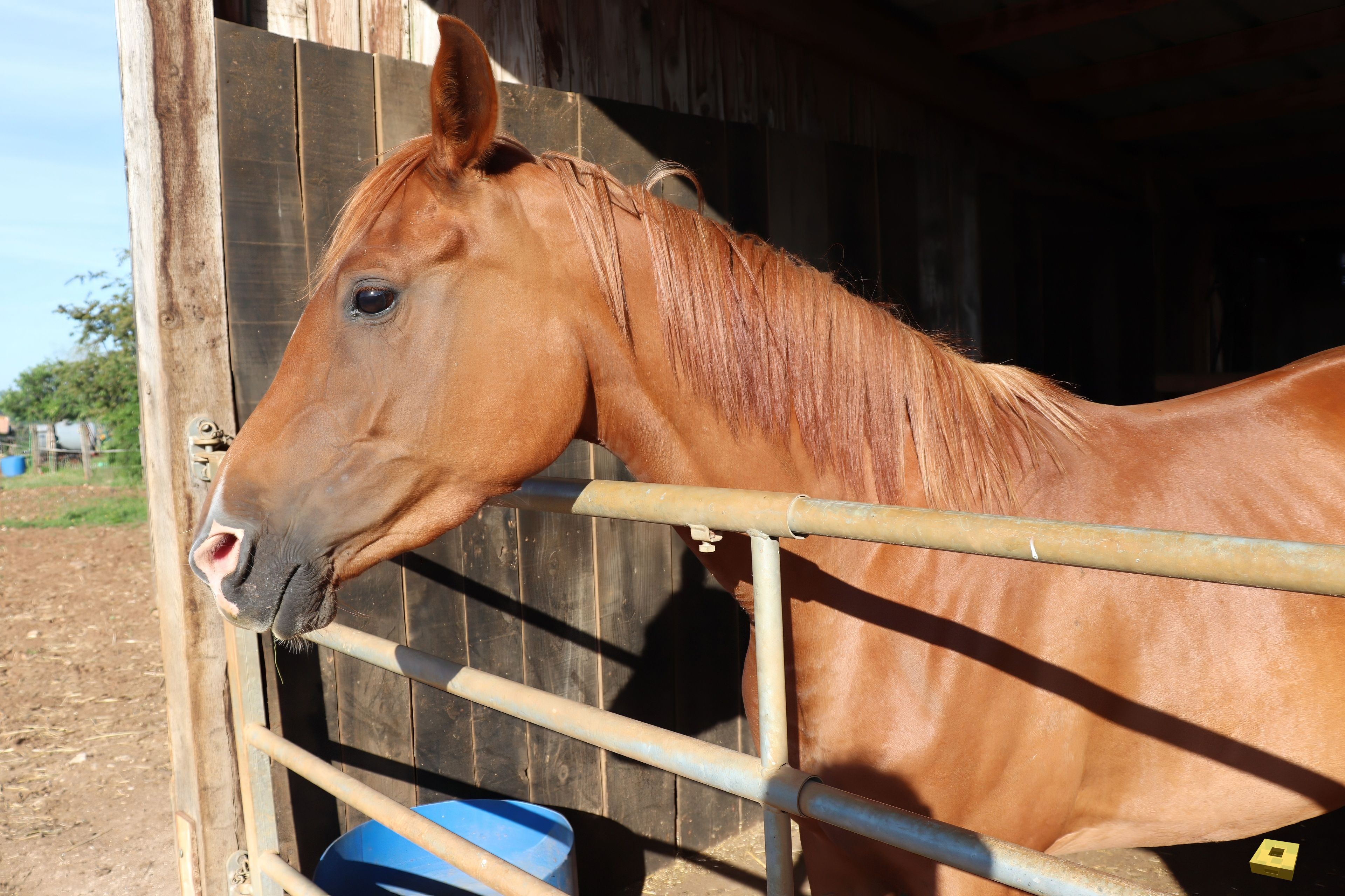 Passion P Arabian Mare (I)