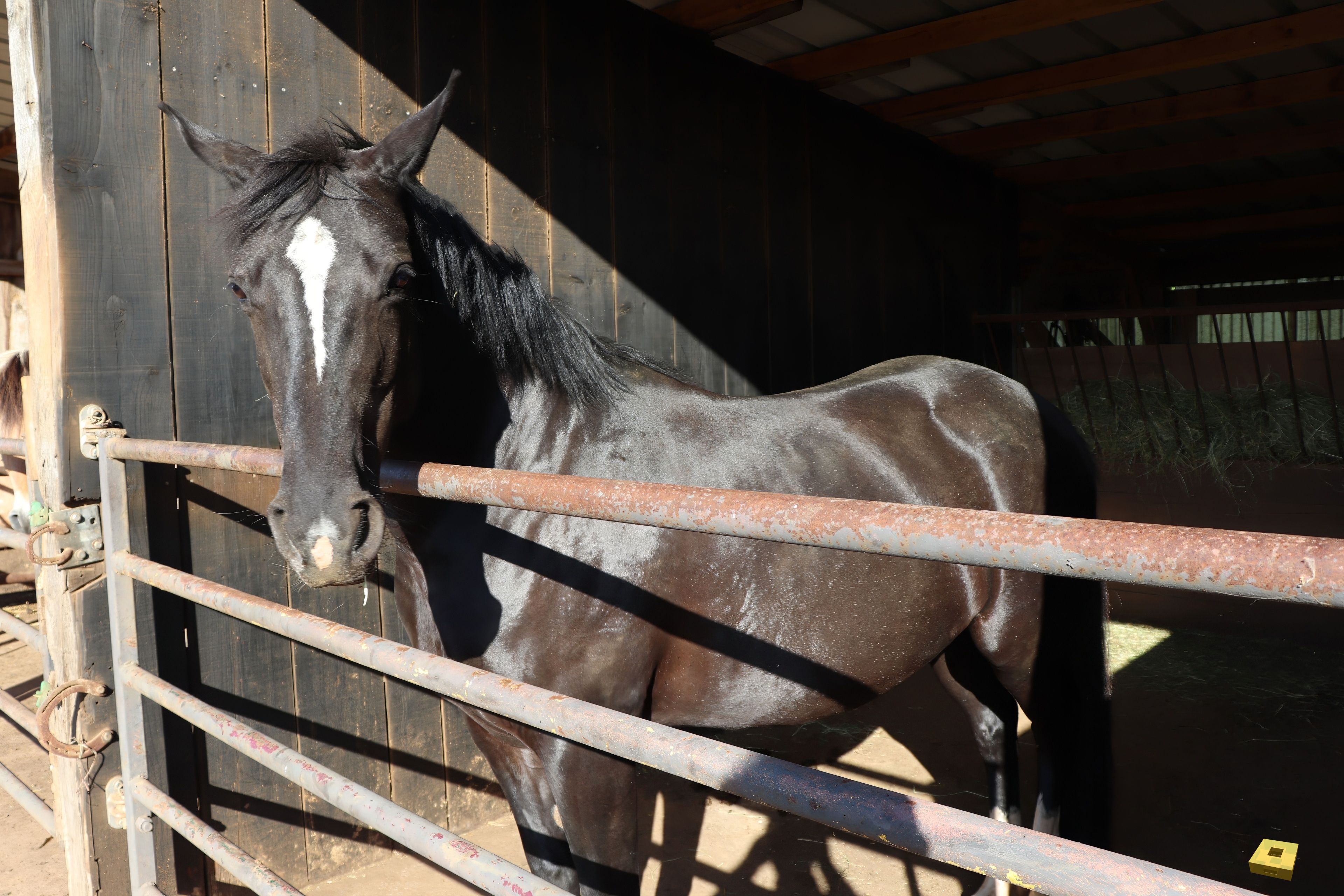 Passion P Sport mare (I)