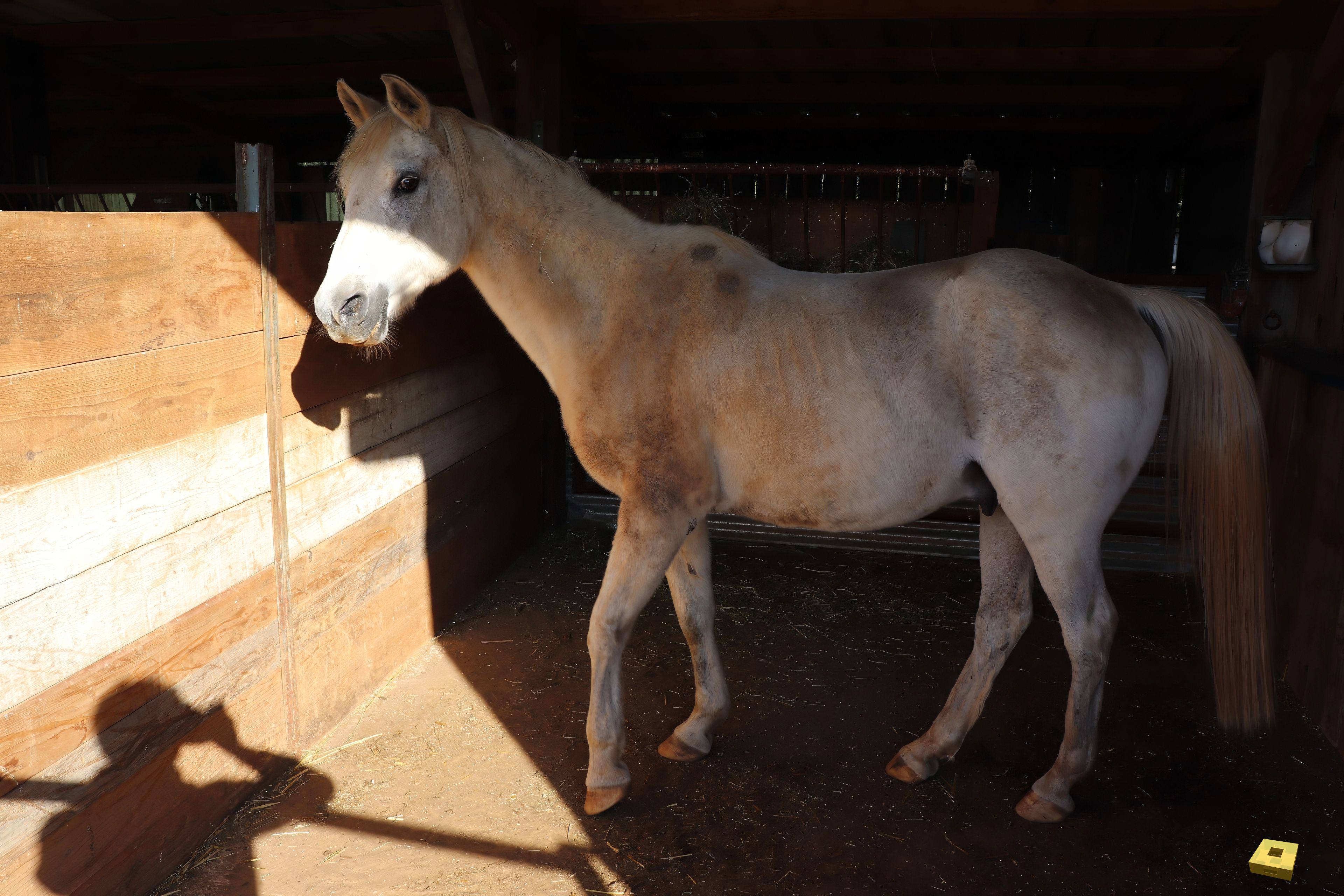 Passion P Arabian Horse (I)