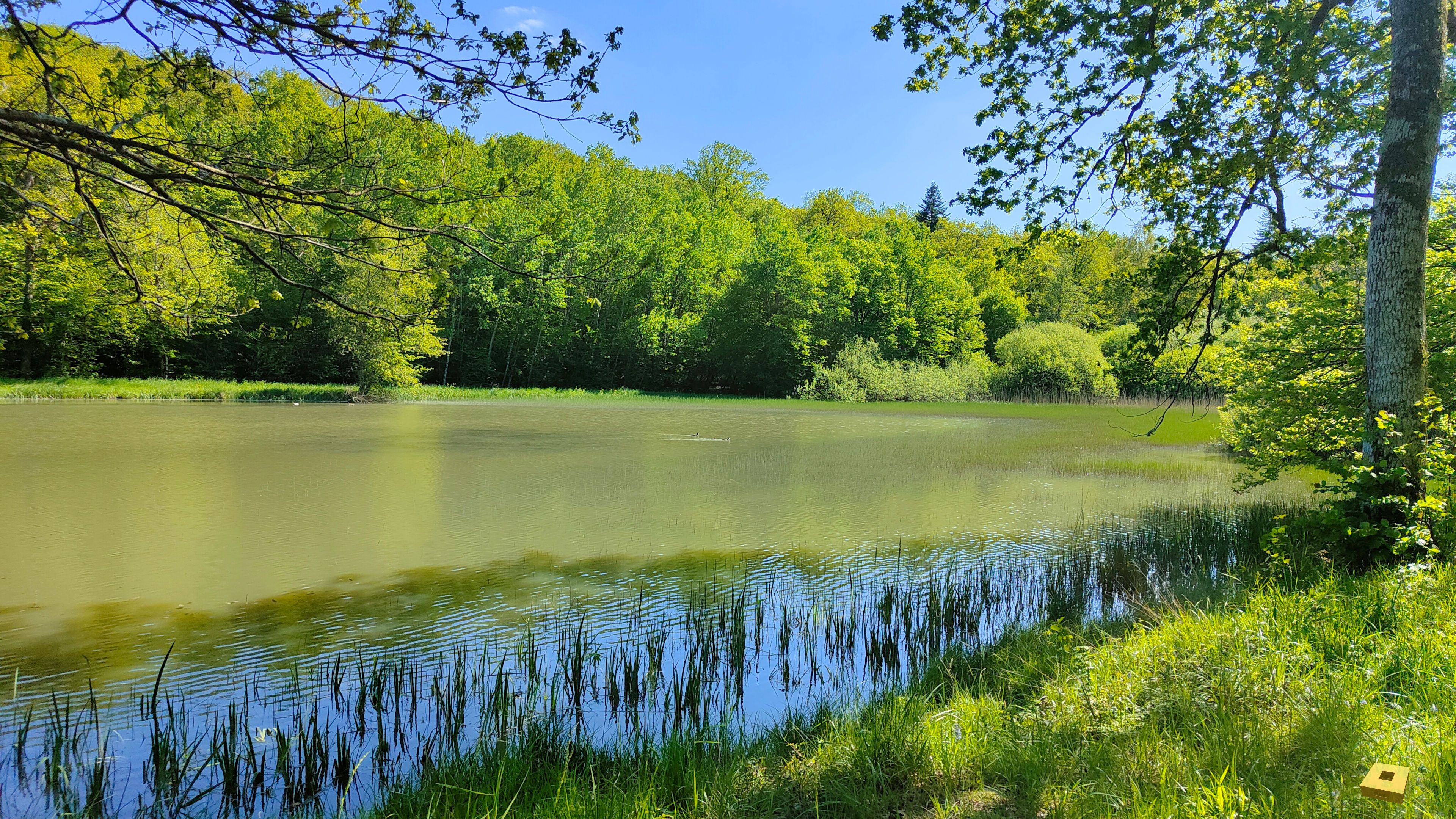 Lafauche, pond (I)