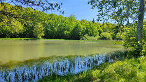 Lafauche, pond (I)