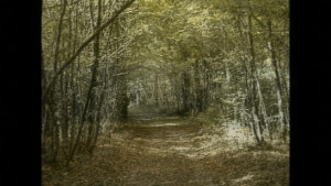 Liffol, 1996 - Forêt (V)