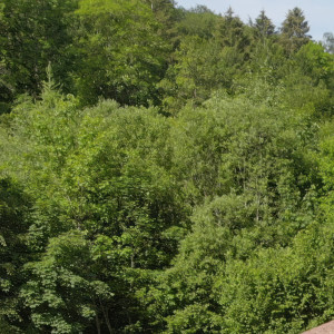 Liffol-le-Grand, Vergeres (S)