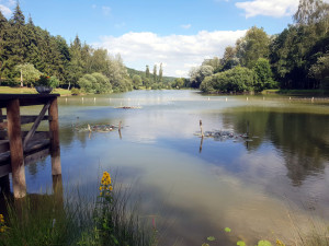 Midrevaux, pond (I)