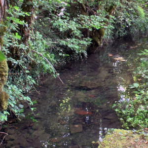 Midrevaux, pond (S)