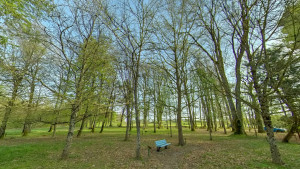 Fort-Bourlémont, arboretum (P)