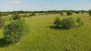 Rollainville, limestone lawn (I)