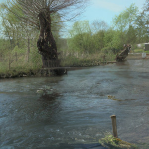 Redheads, spawning grounds (S)