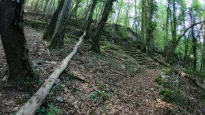 Neufchâteau, vines (T)