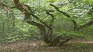 Sionne, beech 3 (S)