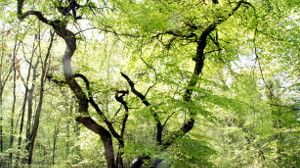Sionne, beech 3 (P)