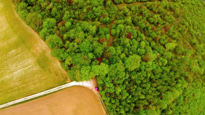Sionne, beech trees - aerial view (I)
