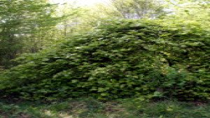 Sionne, beech 2 (P)