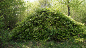 Sionne, beech 2 (I)