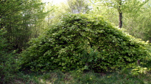 Sionne, beech 2 (P)