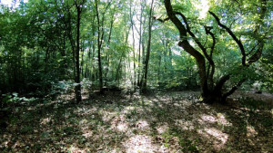 Sionne, beeches - route (T)