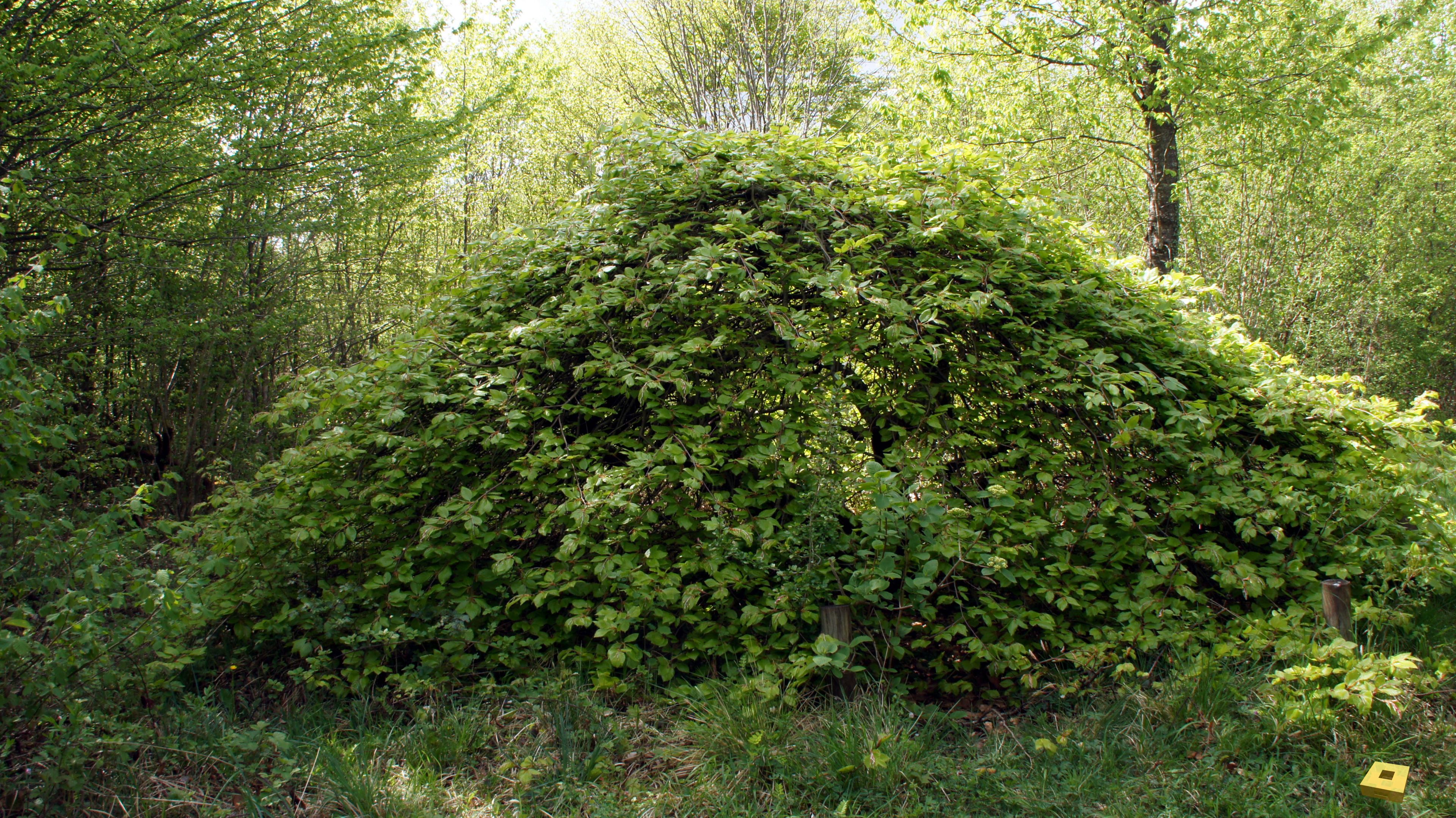 Sionne, Buche 2 (I)