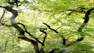 Sionne, beech 3 (P)