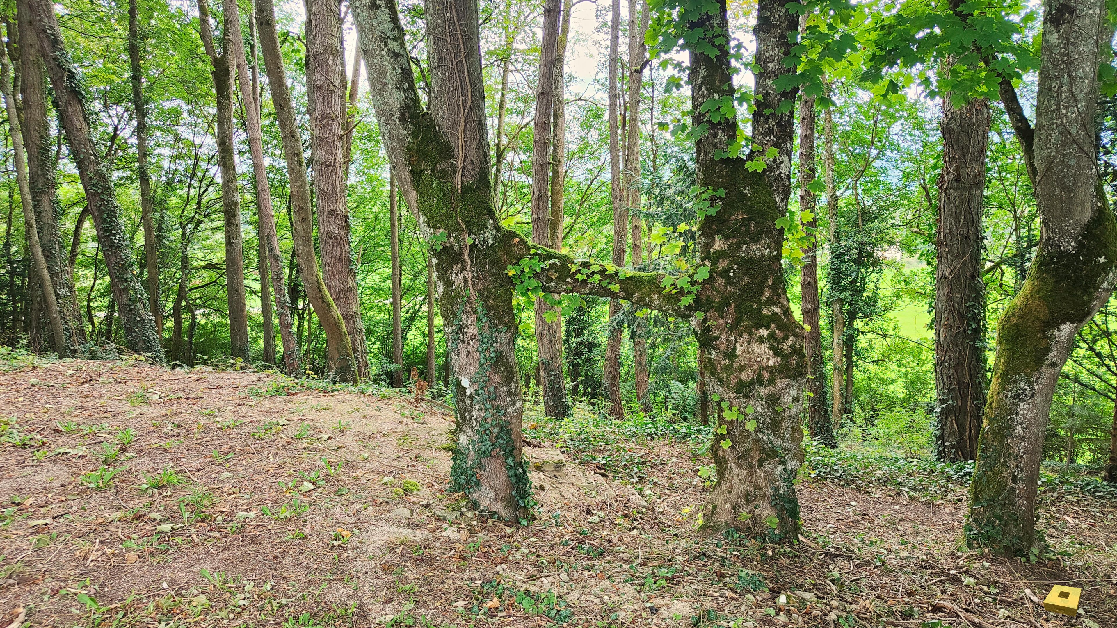 Soulosse, anastomose (I)